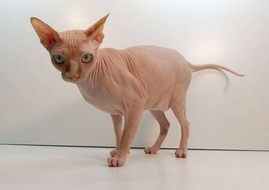 Zajímavosti o Sphynx
