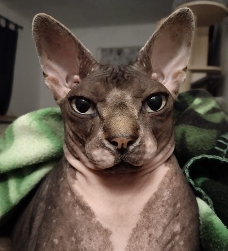 Zajímavosti o Sphynx