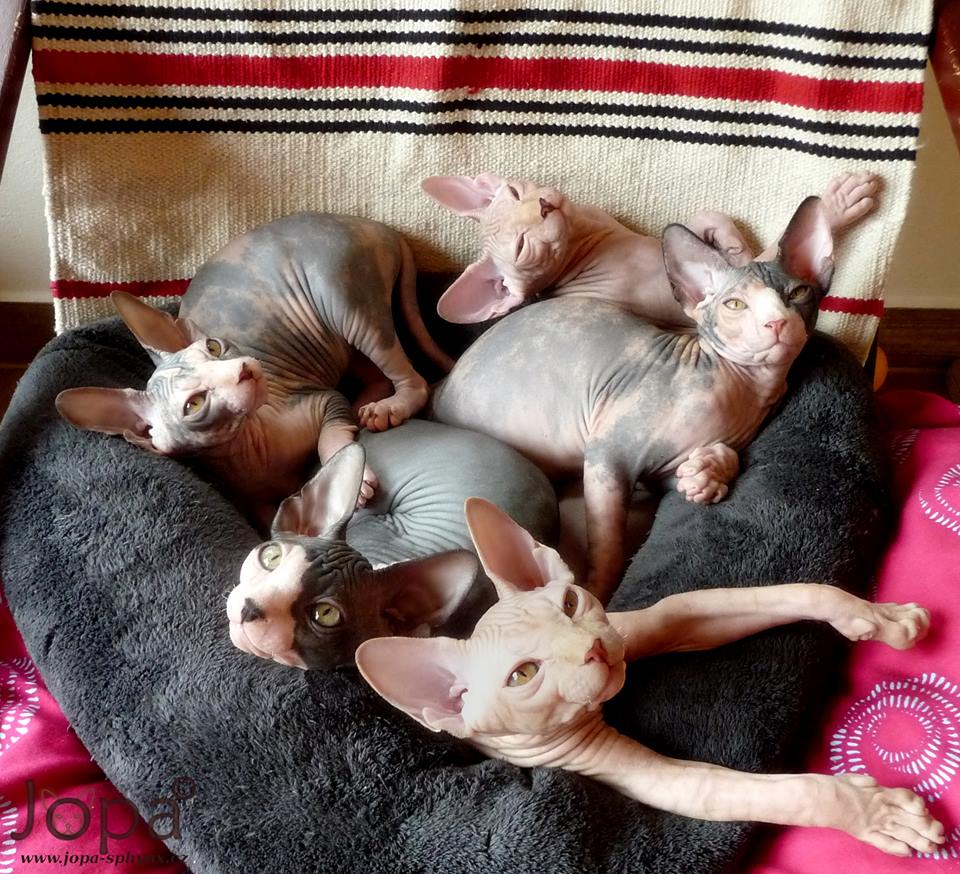 Péče o Sphynx