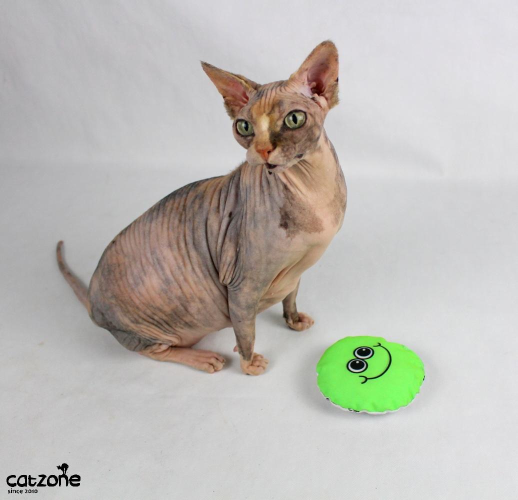 Ksichtíci -hračka pro sphynx