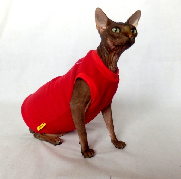 meow mix: top cats strut stuff at auburn cat show and sphynx cat in clothes sphynx cat clothes uk