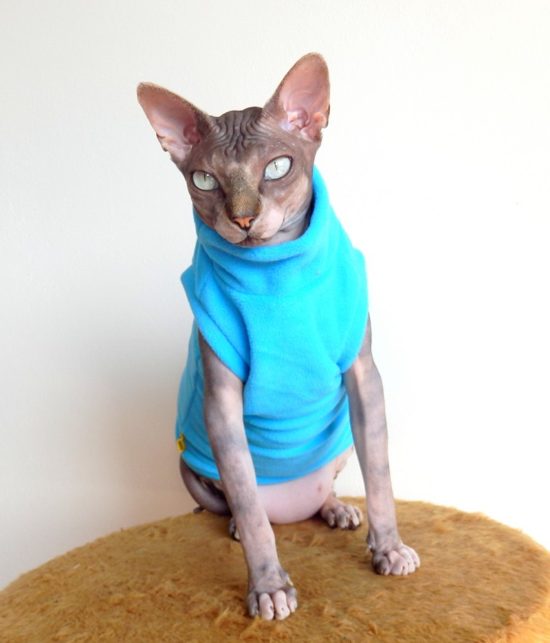 meow mix: top cats strut stuff at auburn cat show and sphynx cat in clothes best clothes for sphynx cats