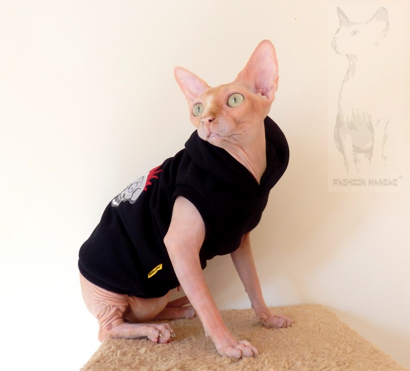 Sphynx drsoňem :)