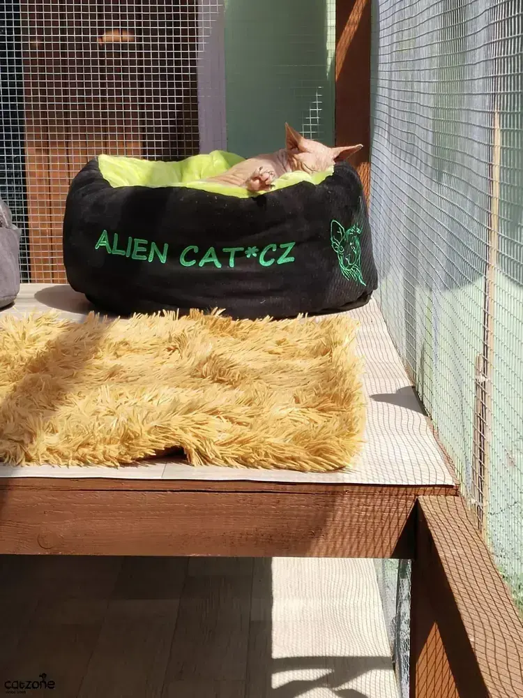 Debbie - název CHS /jméno kočičky NA PŘÁNÍ